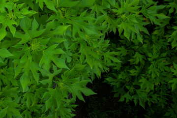 Background of green and yellowish leaves
