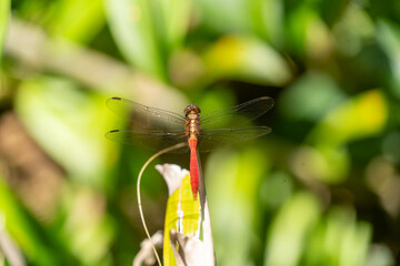 Kleine rote Libelle sitzt auf einem Blatt und spreizt ihre durchsichtigen Fl&uuml;gel