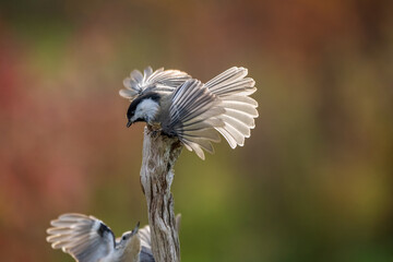 Chickadee and nuthatch 