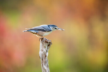 Nuthatch on a branch