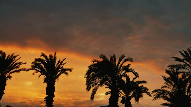 Timelapse of the palm trees at sunset