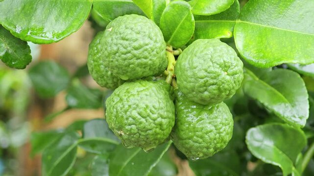 Kaffir lime leaves and kaffir limes in the garden