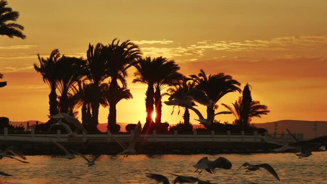 Birds flying on the beach at sunset