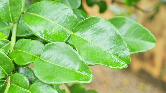Kaffir lime leaves and kaffir limes in the garden