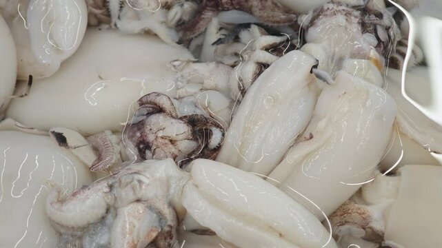 Fresh squid in the market