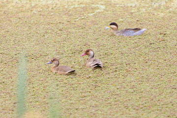 Fototapeta premium Brazilian Teal (Amazonetta brasiliensis) and Silver teal (spatula versicolor) in a lagoon in Buenos Aires.