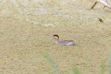 Silver teal (spatula versicolor) swimming in a lagoon of Buenos Aires.
