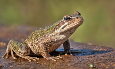 Obraz premium Oak Toad frog