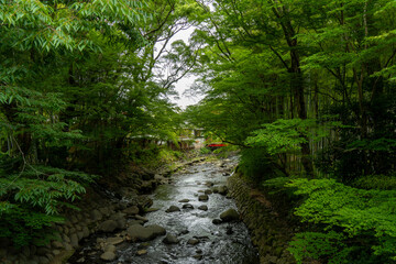 Fototapeta premium river in the forest