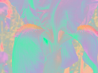 fluorescent pastel iris, altered colors and tones
