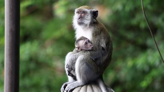 Monkey holding its baby whilst sitting on a staircase in Kuala Lumpur, Malaysia.