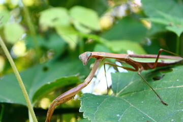 カマキリ（mantis）の鋭い眼差し