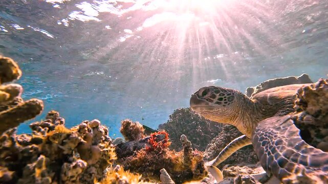 A Green sea turtle feeds on seaweed on the reef, illuminated by sun rays in the clear waters of Lady Elliot Island, Australia.