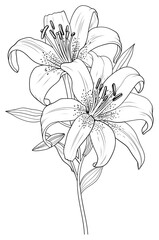 PNG Lily flower art illustration.
