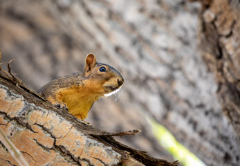 Squirrel portrait on a  branch with wood texture background