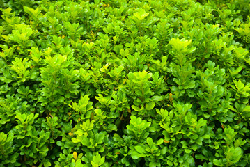 Green leaf texture. Leaf texture background. Beautiful and fresh leaf background