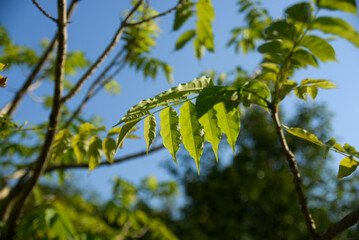 Tree branch with leaves in front of blue sunny sky. Autumn background with copy space