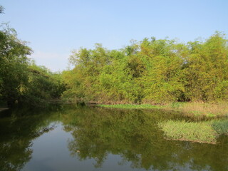 Countryside scenery with beautiful lake and green bamboo bushes on a warm autumn morning