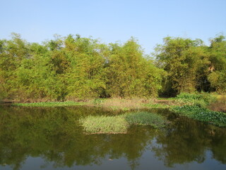 Countryside scenery with beautiful lake and green bamboo bushes on a warm autumn morning