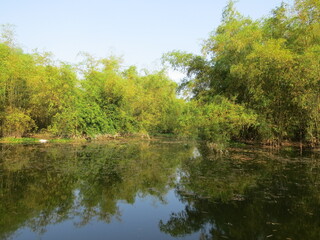 Countryside scenery with beautiful lake and green bamboo bushes on a warm autumn morning