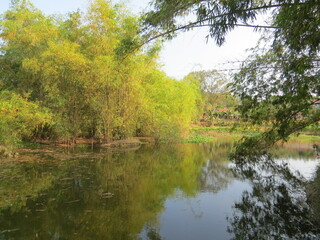 Countryside scenery with beautiful lake and green bamboo bushes on a warm autumn morning