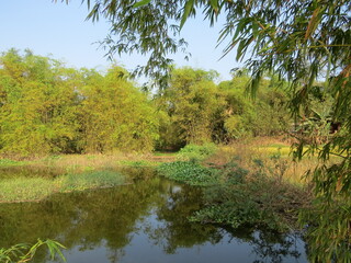 Countryside scenery with beautiful lake and green bamboo bushes on a warm autumn morning