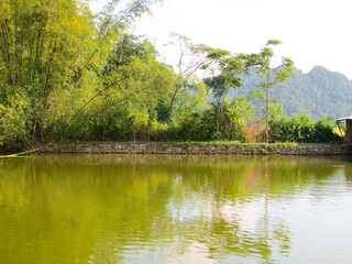 Fototapeta premium Countryside scenery with beautiful lake and green bamboo bushes on a warm autumn morning