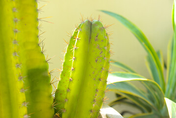 Big long cactus in the pots. Funny cactus for home decoration. Fluffy cactus with long needles. Beautiful interior object. Cactus between stones. Cacti in a flower pot. High quality photo