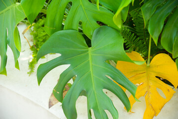 Close-up of a green monstera deliciosa plant leafs in the garden © LHPhoto