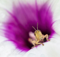 Grasshopper in Flower