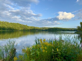 Wildflowers on mountain lakeshore 