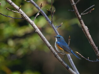 芽吹く木にとまるルリビタキ