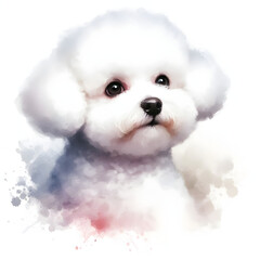 Obraz premium 흰 배경, 비숑 프리제, 수채화 (white background, Bichon frisé, water colour)