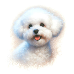 흰 배경, 비숑 프리제, 파스텔화 (white background, Bichon frisé, pastel painting)