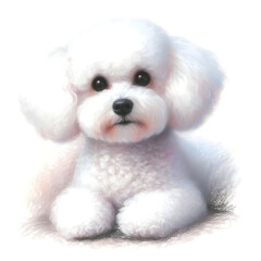 흰 배경, 비숑 프리제, 파스텔화 (white background, Bichon fris&eacute;, pastel painting)
