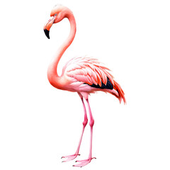 Obraz premium Vibrant pink flamingo standing gracefully against a bold background capturing the essence of tropical beauty and elegance in nature