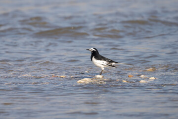 White Wagtail (Motacilla alba) foraging in the river. The White Wagtail is a slender bird with black, white, and gray plumage, known for tail-wagging behavior, and inhabiting open areas.