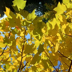 autumn leaves in the sun