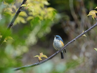 冬の終わりとルリビタキ