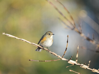ニシキギとルリビタキ若オス