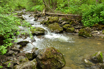 A stormy stream bending around fallen trees and stones flows down from the mountains through a dense summer forest on a cloudy day.