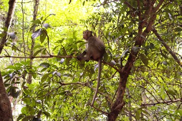 A wild monkey in Siem Reap, Cambodia