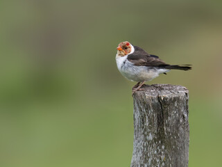 Yellow-billed Cardinal on plant stem  against blur background
