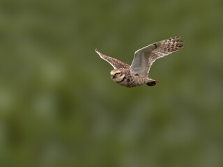 Burrowing Owl in flight on green background