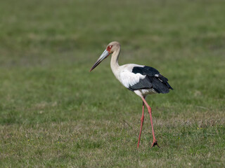 Maguari Stork standing in the field against the grassy background