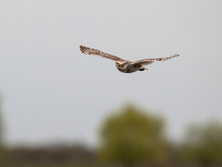 Burrowing Owl in flight on against sky