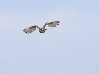 Burrowing Owl in flight against blue sky