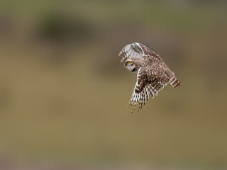 Burrowing Owl in flight against blur background, portrait