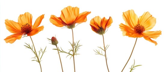 A collection of orange flowers in various stages of bloom against a white background.