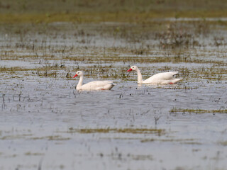 Coscoroba Swans (Coscoroba coscoroba) swimming in shallow wetland waters